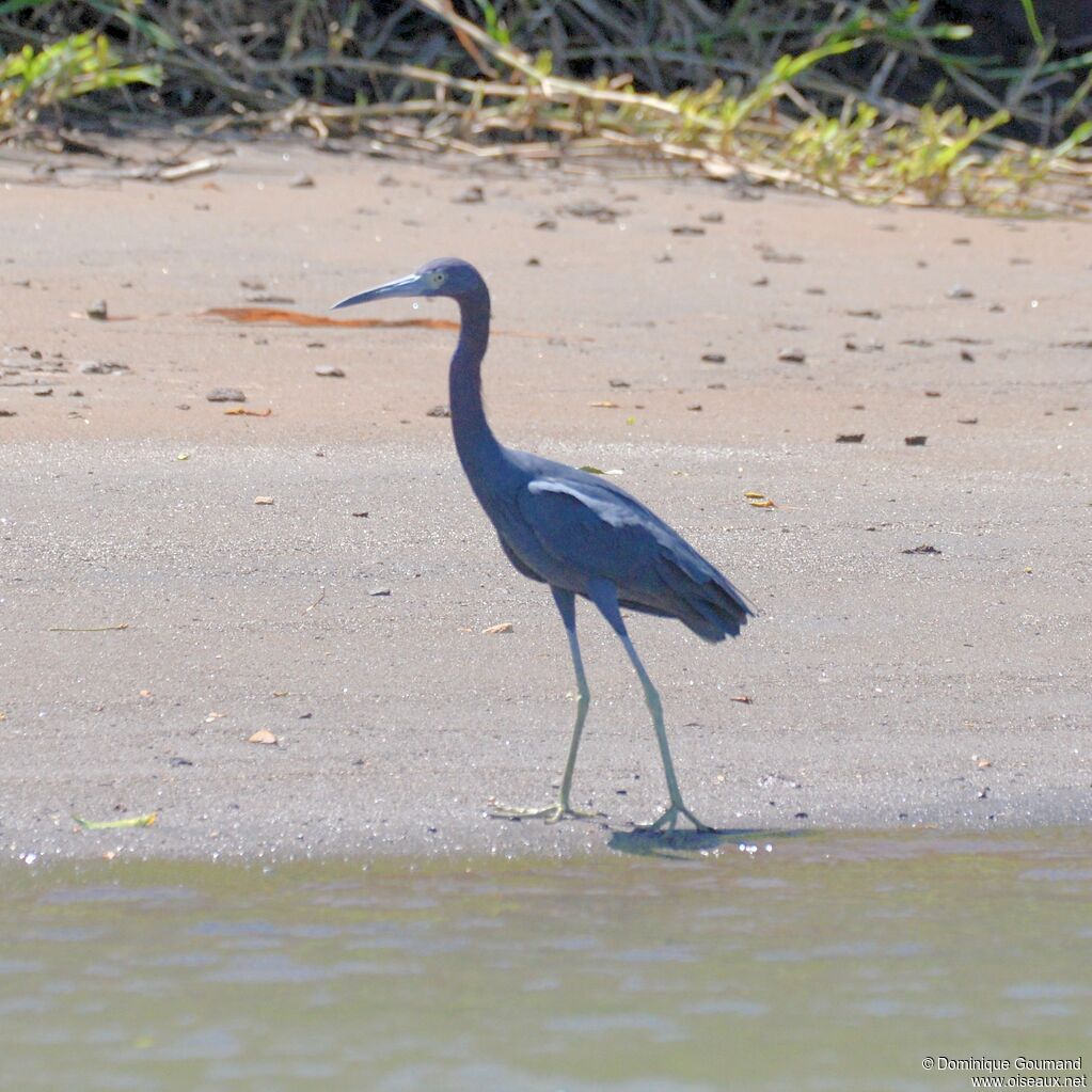 Aigrette bleueadulte