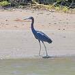 Aigrette bleue