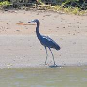 Aigrette bleue