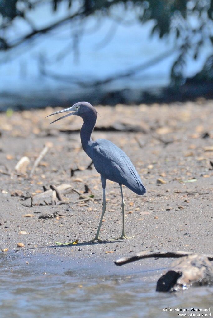 Aigrette bleueadulte