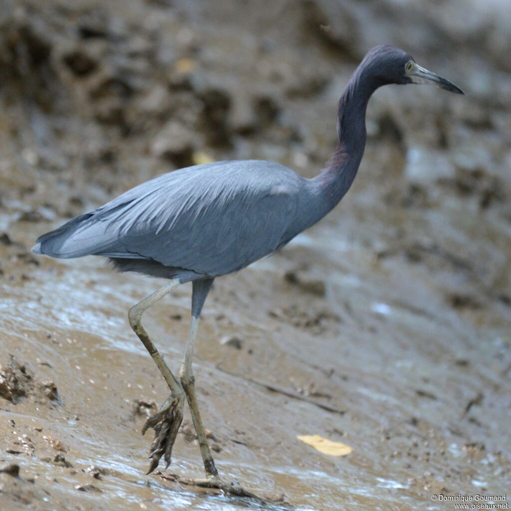 Aigrette bleueadulte