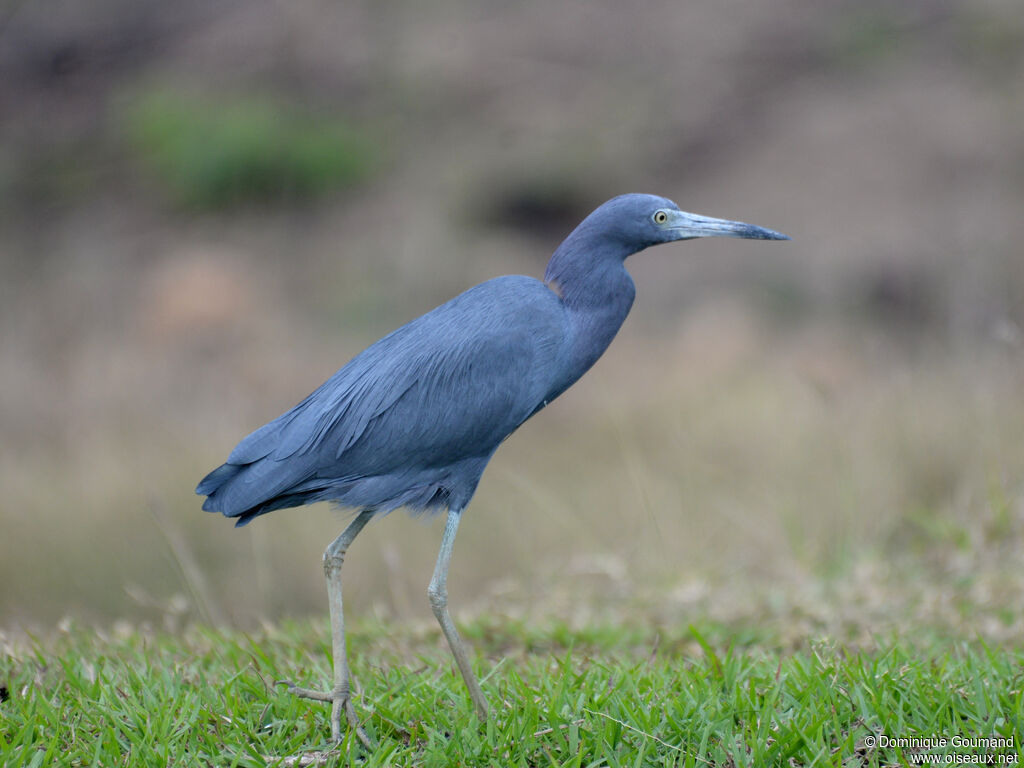 Aigrette bleue