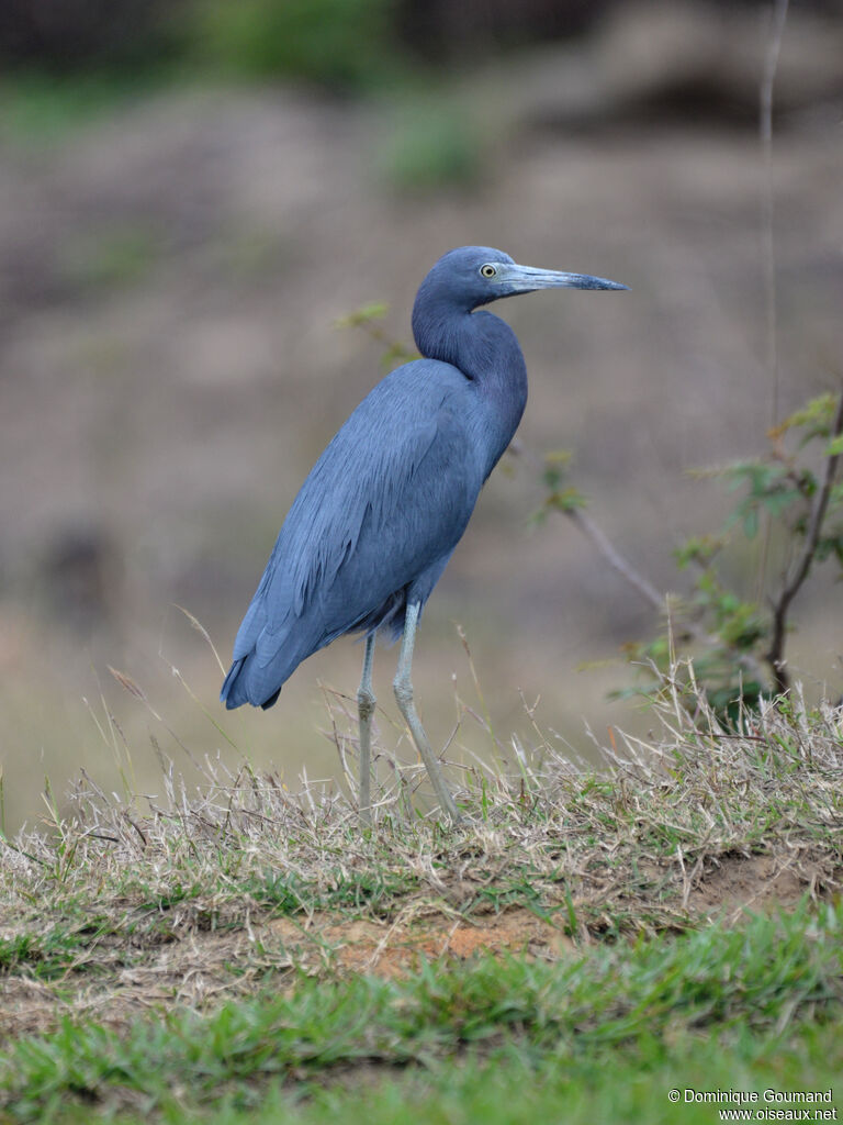 Aigrette bleue