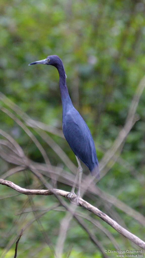 Aigrette bleueadulte, identification