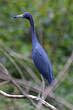 Aigrette bleue