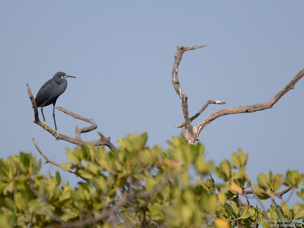 Aigrette des récifsadulte internuptial