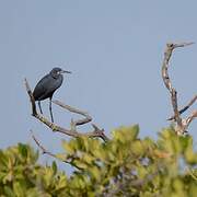 Western Reef Heron