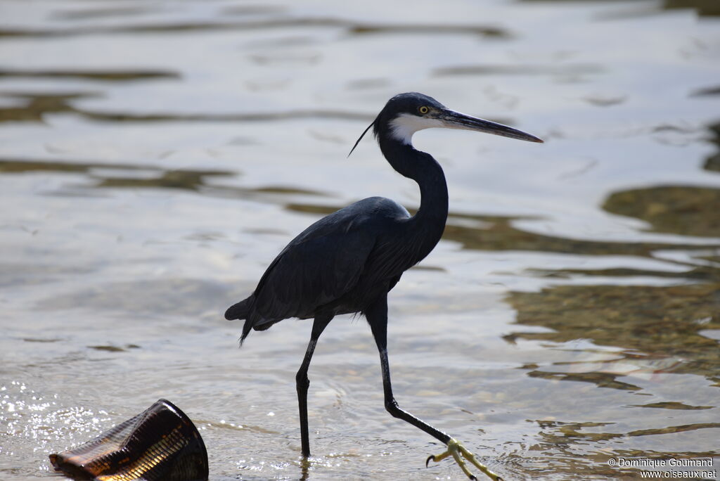 Western Reef Heronadult breeding