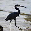 Aigrette des récifs