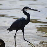 Aigrette des récifs