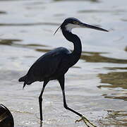 Western Reef Heron