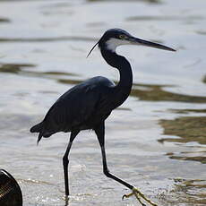 Aigrette des récifs