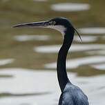 Aigrette des récifs