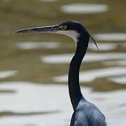 Western Reef Heron