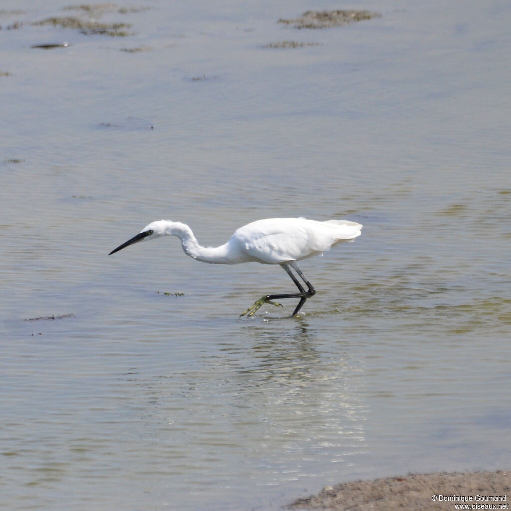 Aigrette garzetteadulte internuptial, identification, pêche/chasse