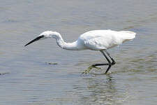 Aigrette garzette