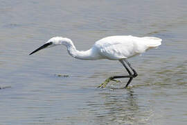 Aigrette garzette