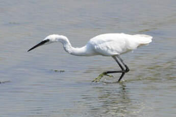 Aigrette garzette