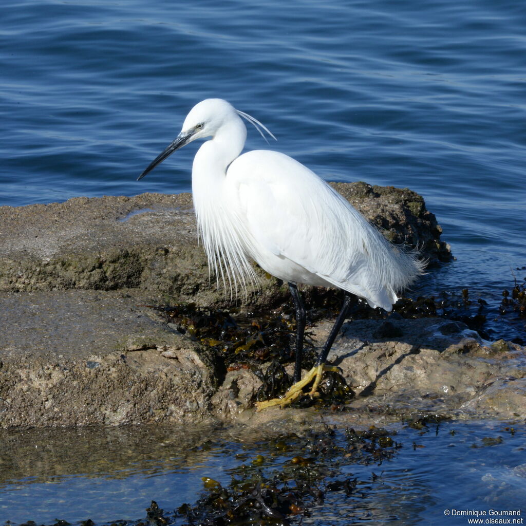 Little Egret