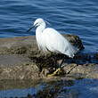 Aigrette garzette