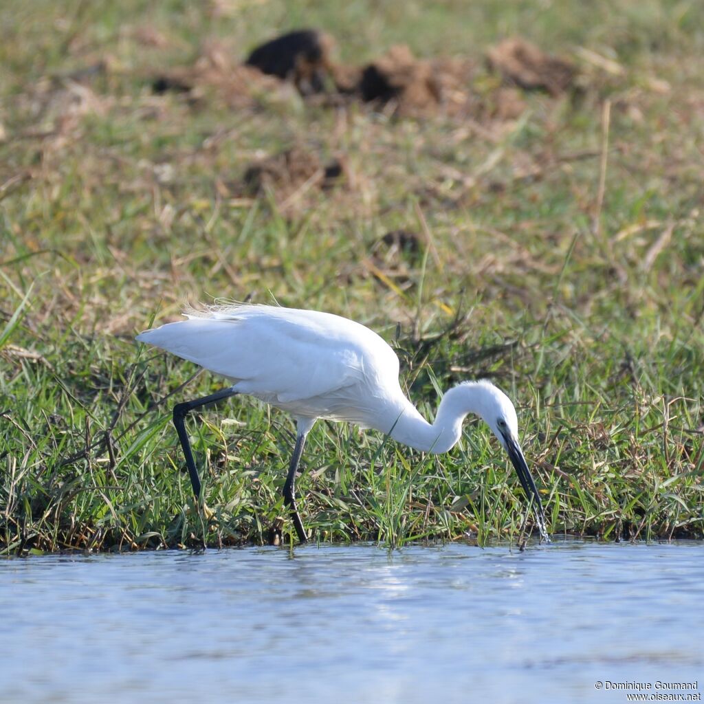 Aigrette garzette