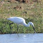 Aigrette garzette