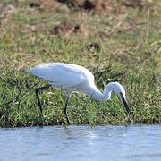 Aigrette garzette