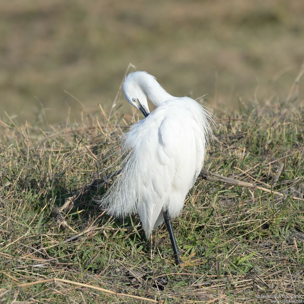 Little Egret