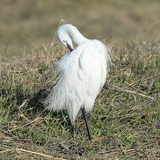 Aigrette garzette