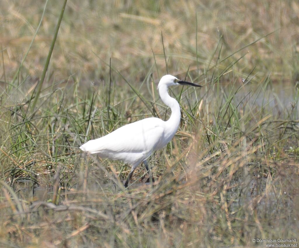 Aigrette garzette