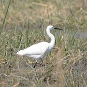 Aigrette garzette