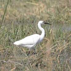 Aigrette garzette