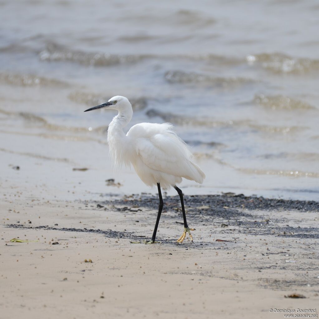 Aigrette garzette