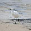 Aigrette garzette