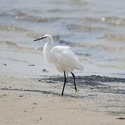 Little Egret