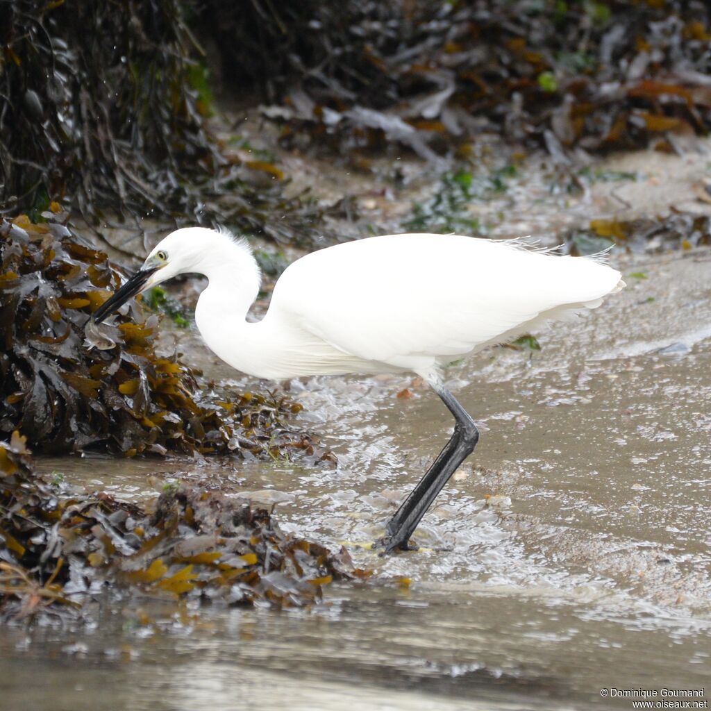 Aigrette garzetteadulte