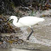 Aigrette garzette