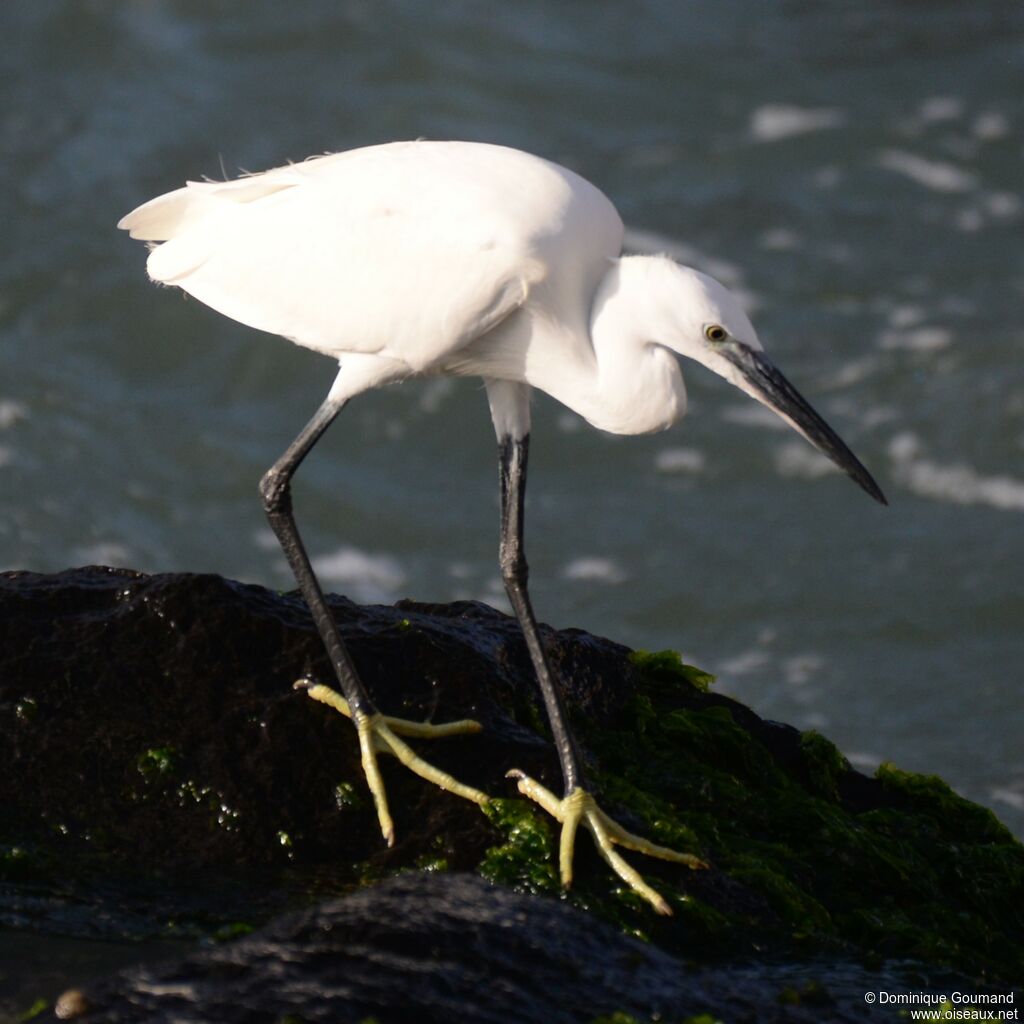 Aigrette garzetteadulte