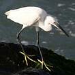 Aigrette garzette