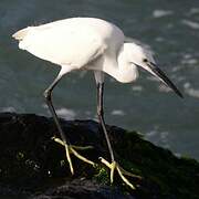 Little Egret