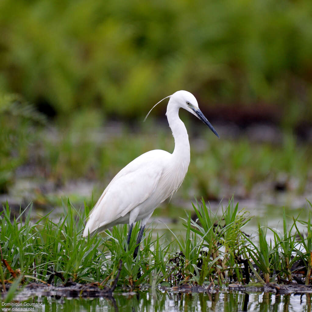 Aigrette garzetteadulte, habitat