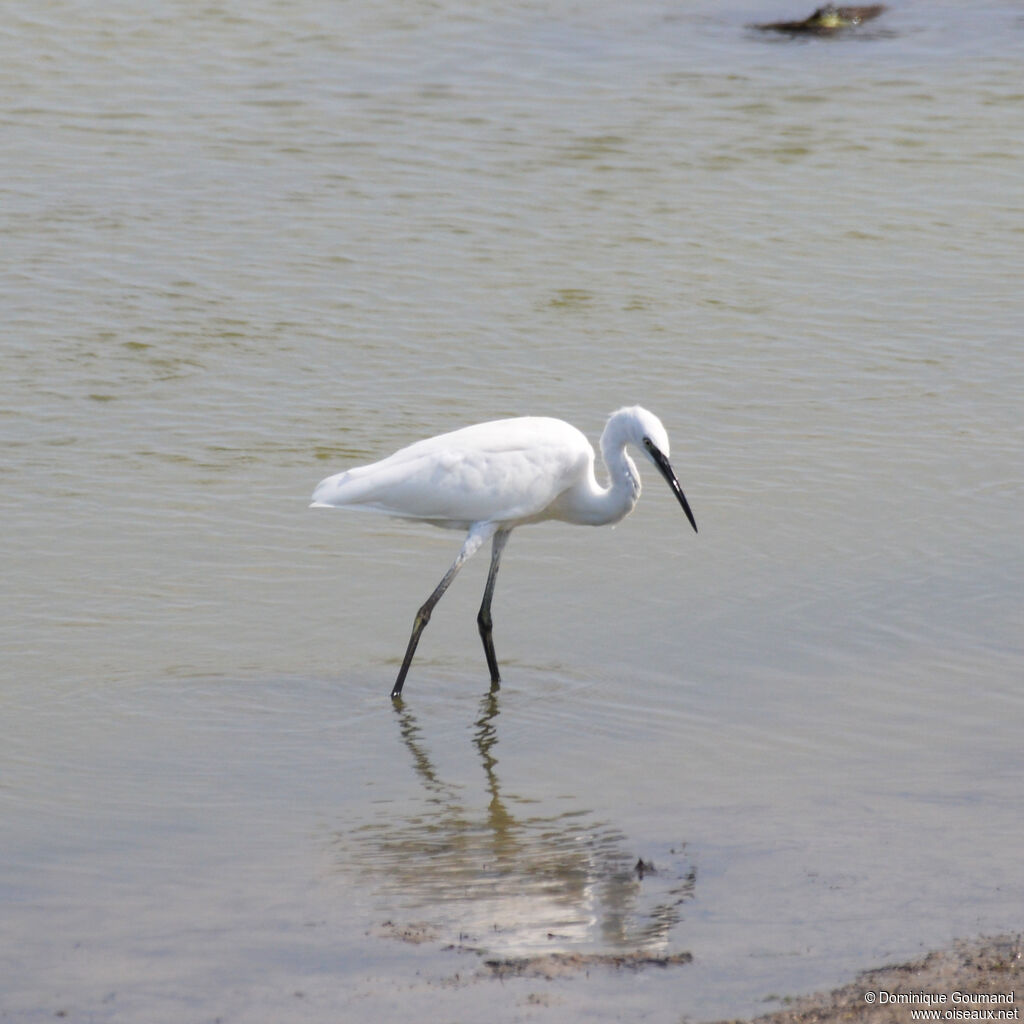 Aigrette garzetteadulte internuptial, identification, pêche/chasse