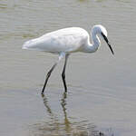 Aigrette garzette