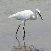 Aigrette garzette