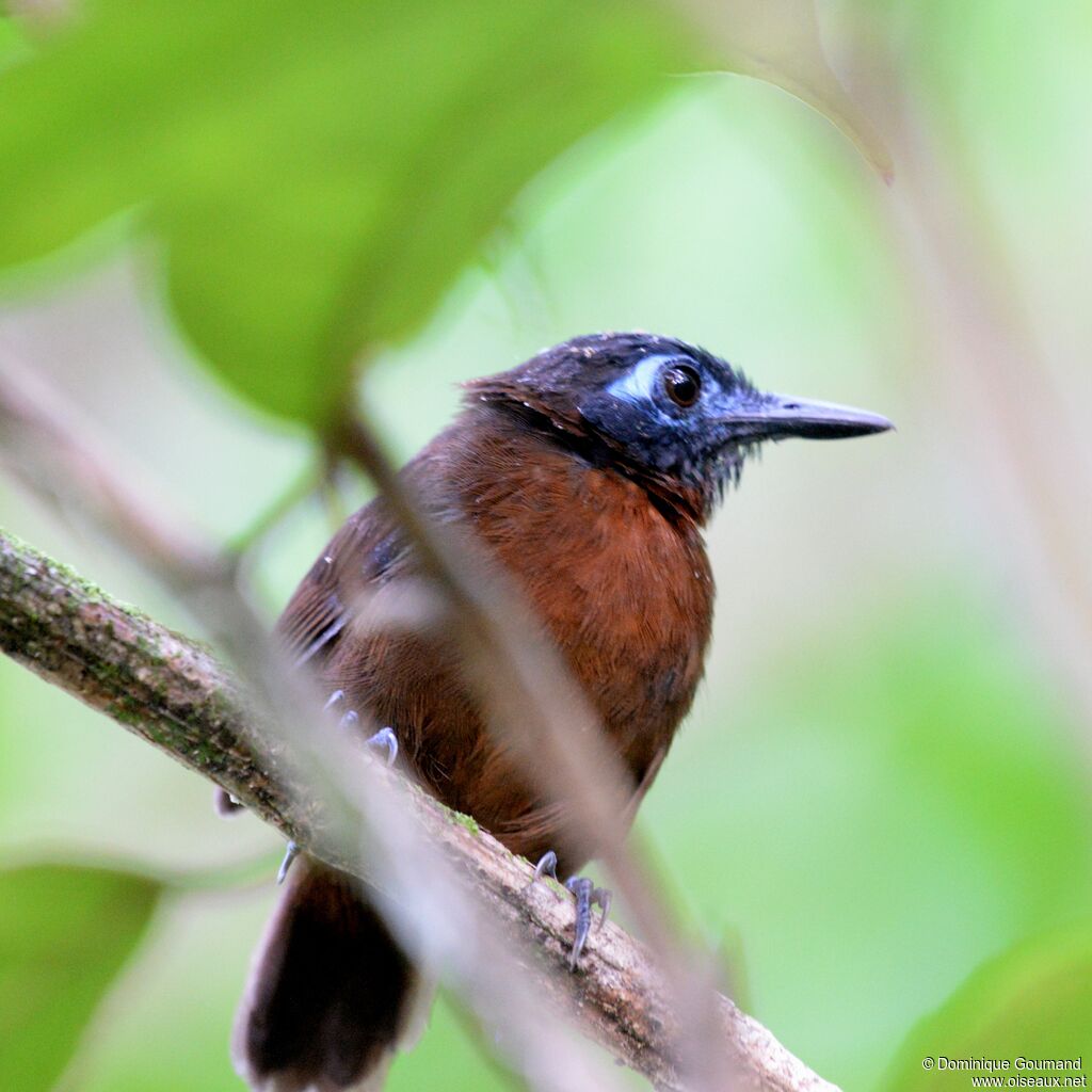 Chestnut-backed Antbird female adult