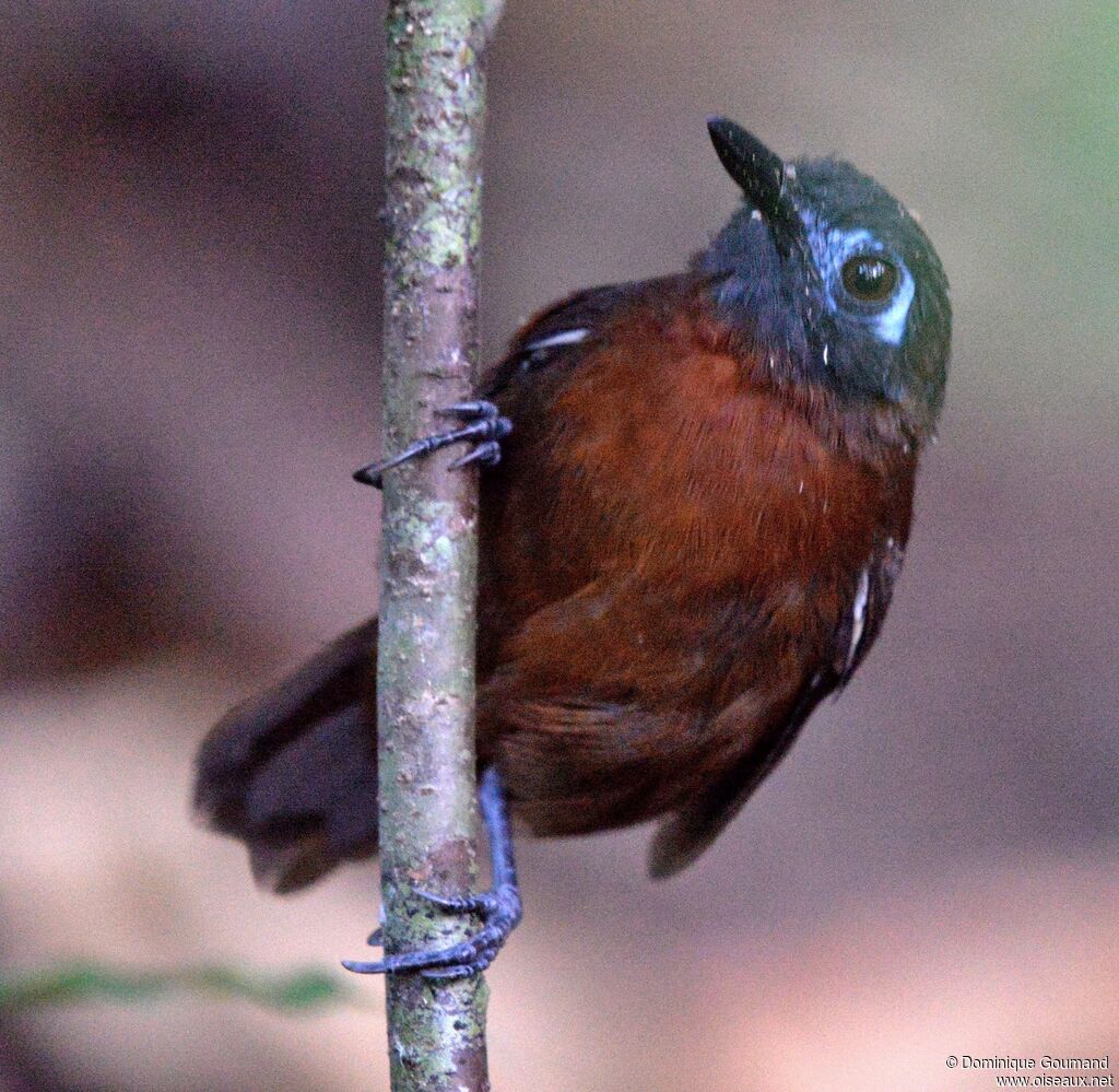 Chestnut-backed Antbird female adult