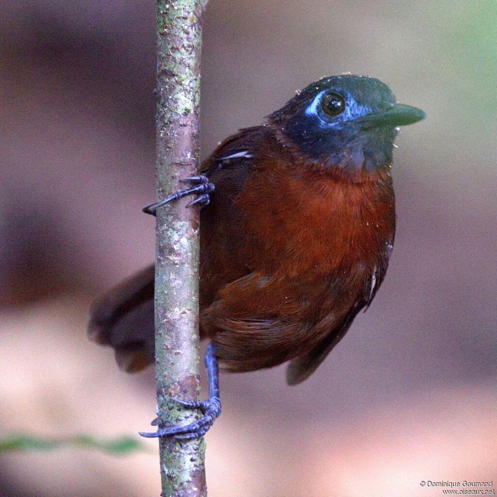 Chestnut-backed Antbird female adult