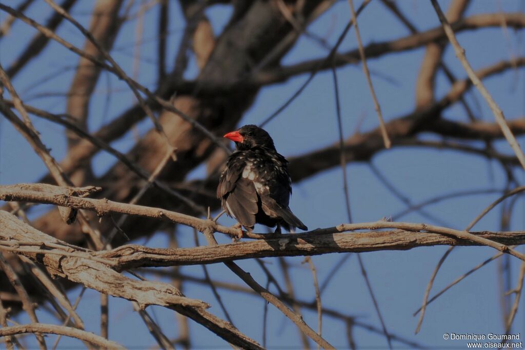 Red-billed Buffalo Weaver male