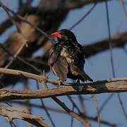 Red-billed Buffalo Weaver