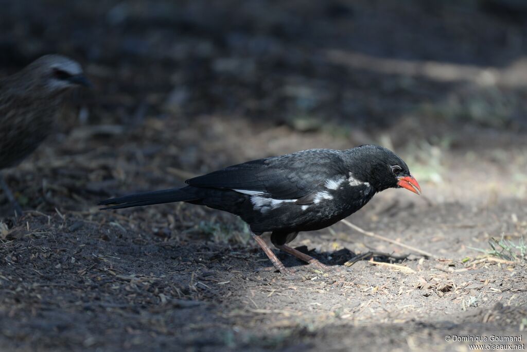 Red-billed Buffalo Weaver